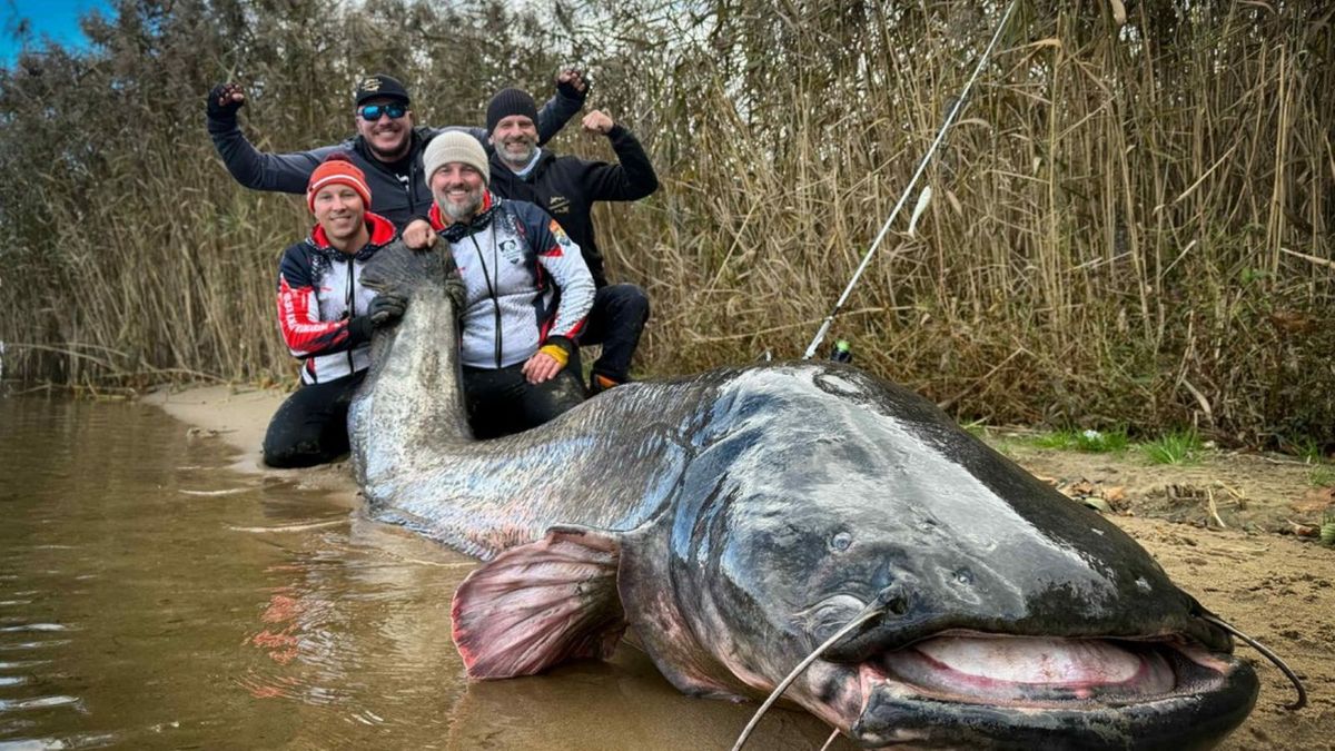 Facebook / PolskaAkademiaWedkarska / Na zdjęciu: Krzysztof Pyra i Adrian Gontarz z Polskiej Akademii Wędkarskiej złowili w Rybniku suma o długości 292 cm