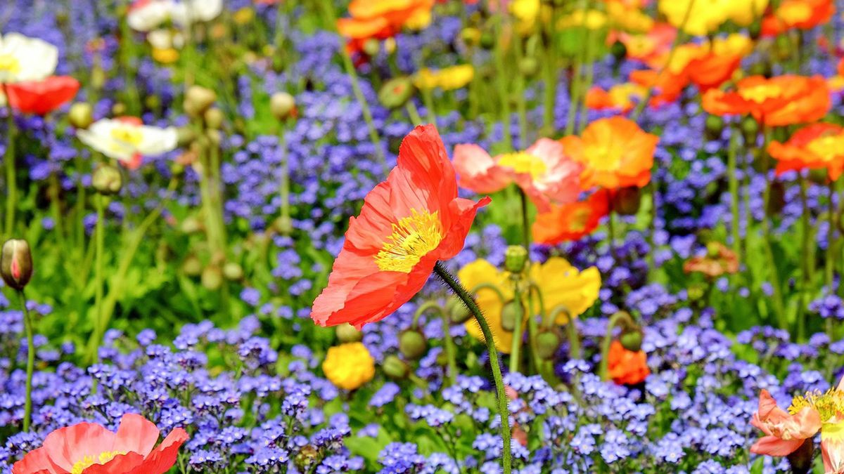 Długą trawą i łąkami kwietnymi zawalczą z miejskimi wyspami ciepła.