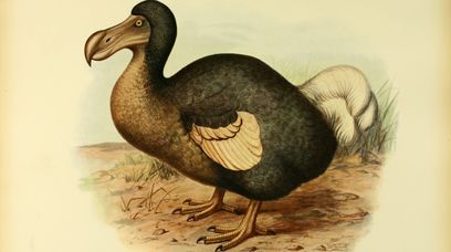 Ptaki dodo powrócą? Naukowcy są optymistyczni