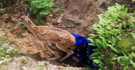 Jelonek uwięziony w bunkrze. Strażacy uratowali przestraszone zwierzę