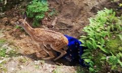 Jelonek uwięziony w bunkrze. Strażacy uratowali przestraszone zwierzę