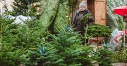 Ceny choinek. Gdzie (i za ile) kupić wymarzone drzewko?