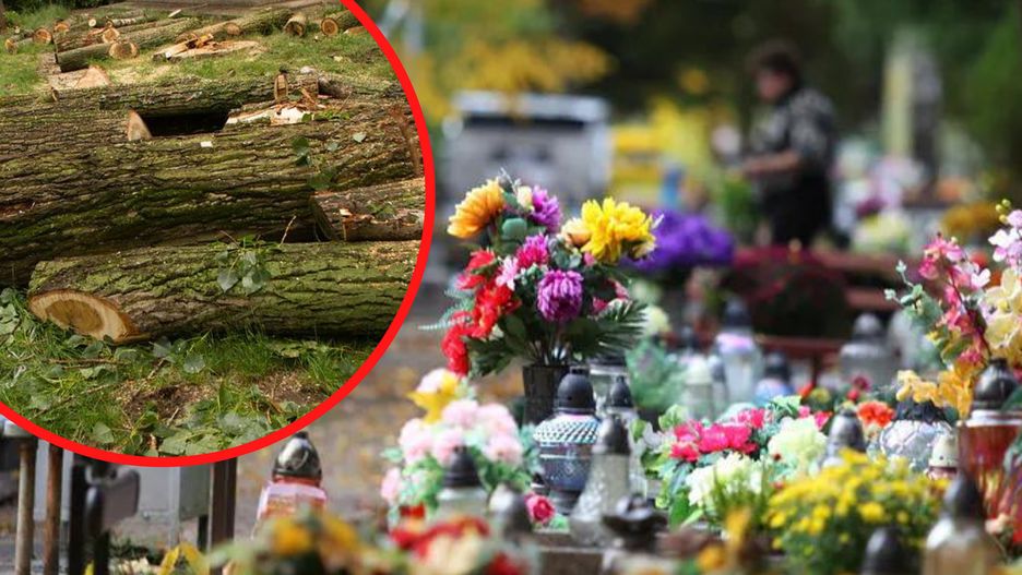 Zniszczone drzewa na cmentarzu. Kara dla parafii 