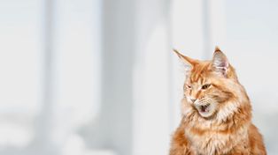 Kot "ćwierka" przy oknie? To nie urocze, to ważny sygnał