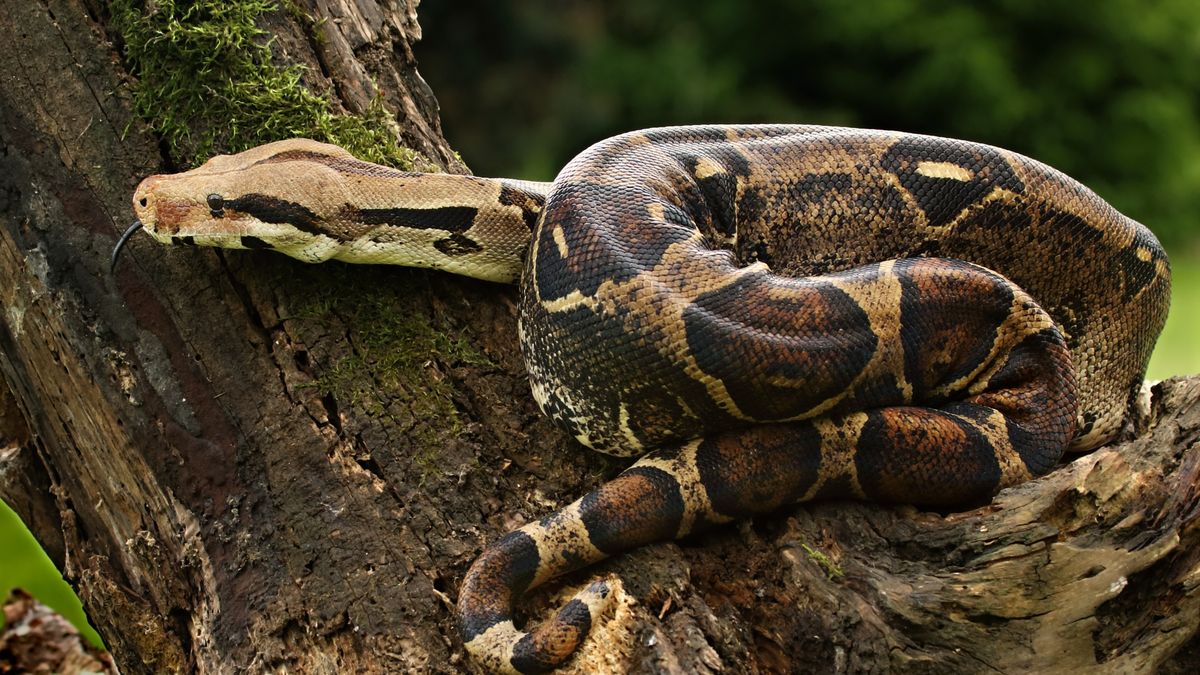 Cheilophis periplanetes to bliski krewny boa dusiciela 