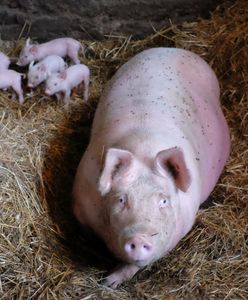 Koniec "Piątki dla zwierząt"? Wicepremier zdradza szczegóły