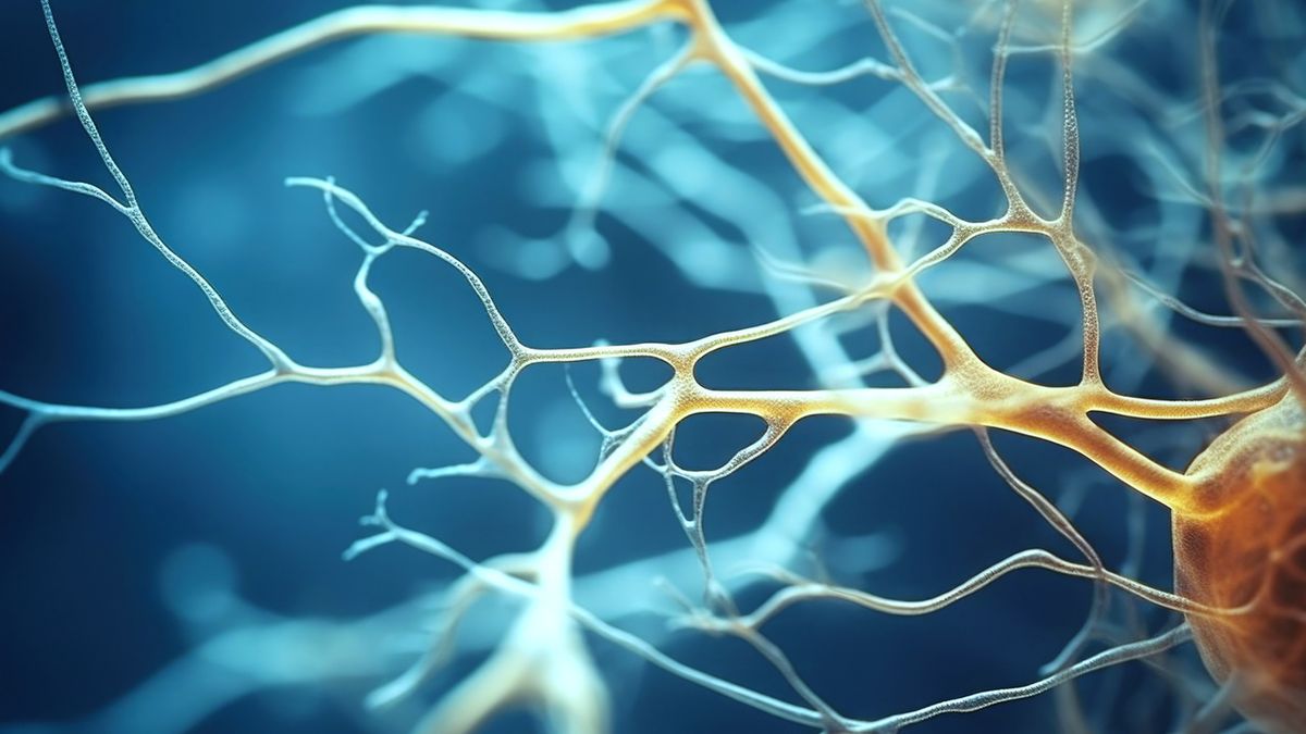 Nerw pośrodkowy unerwia mięśnie grupy przedniej przedramienia oraz mięśnie kłębu kciuka.