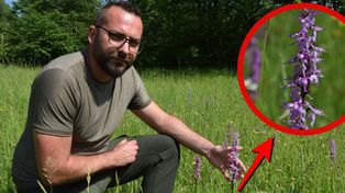 Nie tylko krokusy. Beskidzkie łąki pokazują swoje skarby