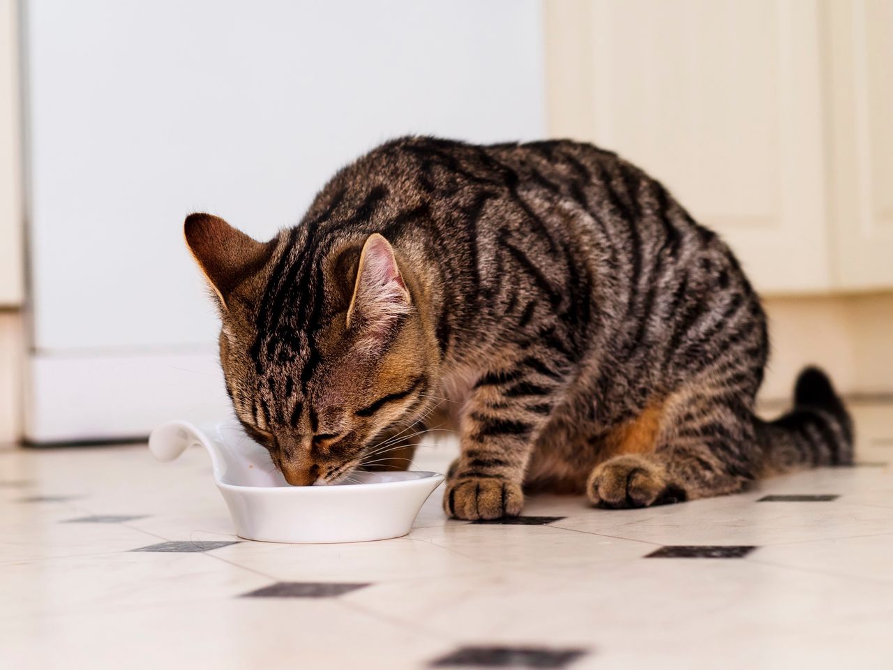 Where you place your cat's water bowl matters