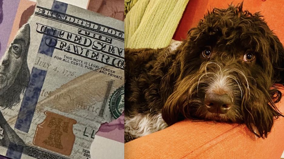 Cecil, pies o niewinnym wyglądzie