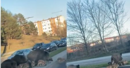 Korek im nie straszny. Rodzina dzików przechadzała się po Gdyni