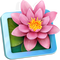LilyView icon
