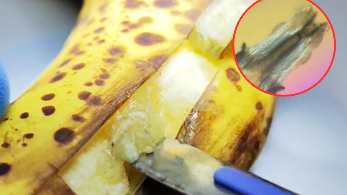 Banan pod mikroskopem. Uwaga, to mocne!