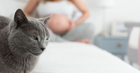 Toksoplazmoza - objawy, ciąża, diagnostyka i leczenie