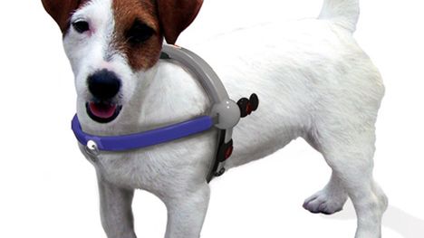 Futurystyczna uprząż dla naszych zwierzaków? 1
