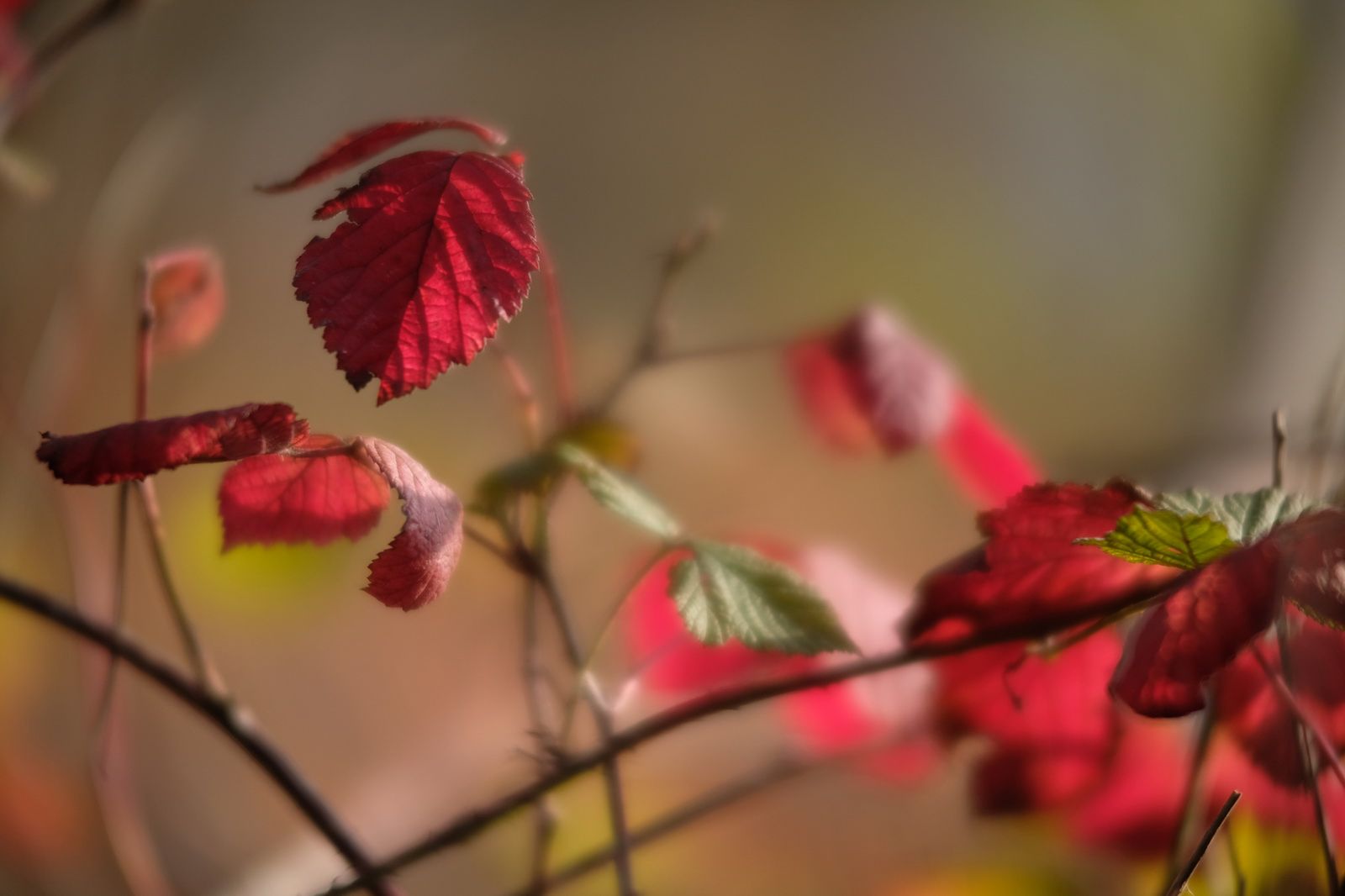 Fujifilm 56 mm f/1.2 APD – prawie test, czyli kadrów kilka z nowej portretówki 8