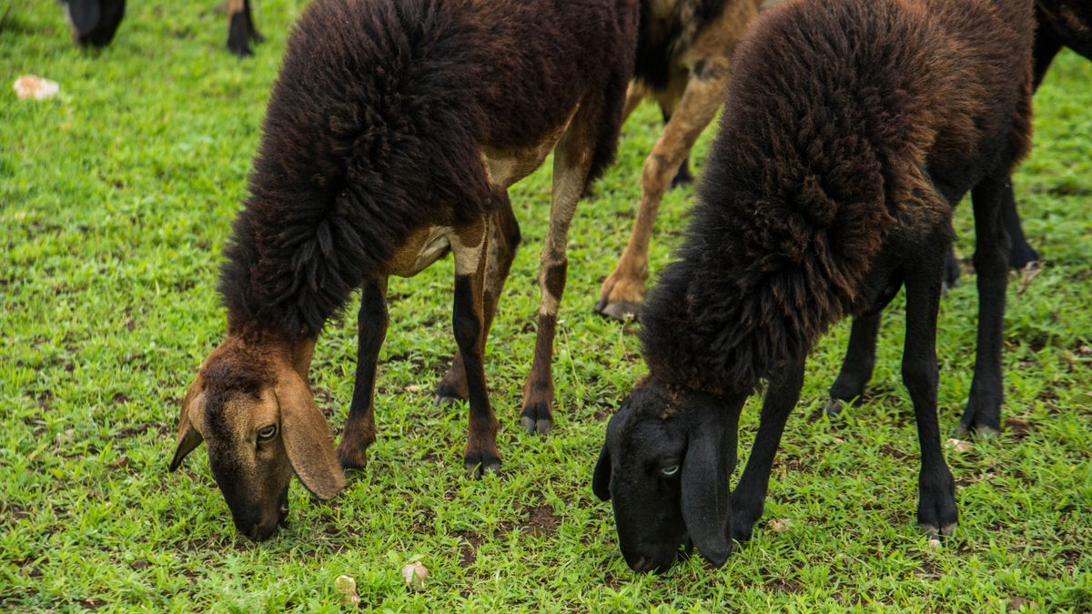 Afera ws. owiec nad Motławą