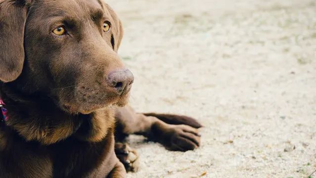 A dog resting