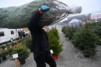 Lasy Państwowe. W 2025 roku ceny choinek niższe