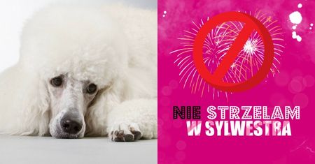 Pudelek przypomina: NIE STRZELAM W SYLWESTRA!
