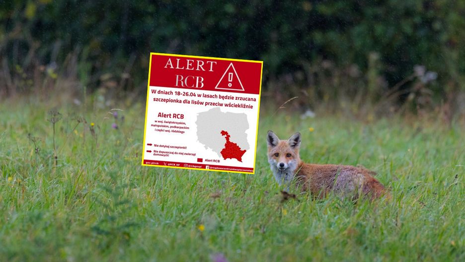 Nowy alert RCB. "Nie dotykaj kapsułki"