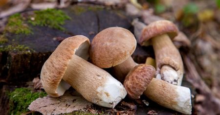 Prognoza na najbliższe dni. Powiew ciepła, a wraz z nim możliwy kolejny wysyp grzybów