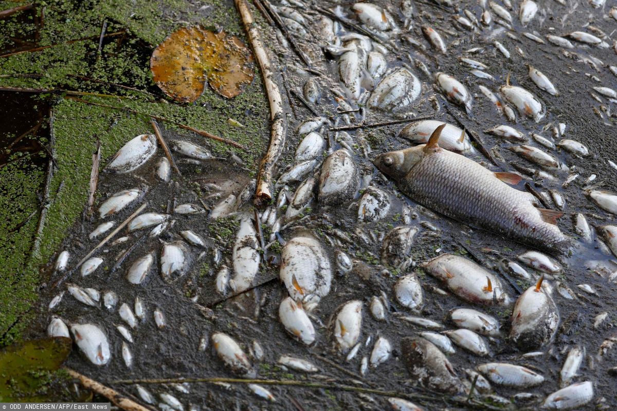 Śnięte ryby w Odrze. Niemcy wydali ostrzeżenie