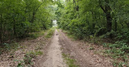 Makabryczna zbrodnia w lesie. Jest przełom w śledztwie