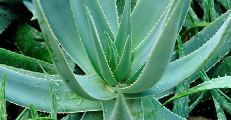 Aloes - jakie ma właściwości i korzyści dla zdrowia?