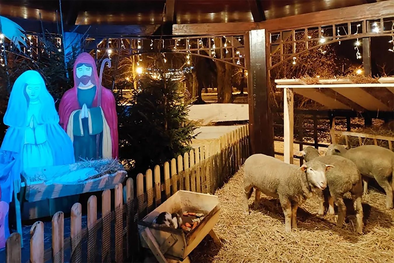 Żywa szopka bożonarodzeniowa w Łęczycy. "Widziałam zwłoki królika"