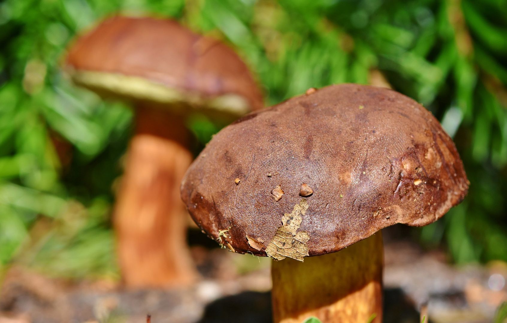 Majowy wysyp grzybów. Potężne zdziwienie w lasach