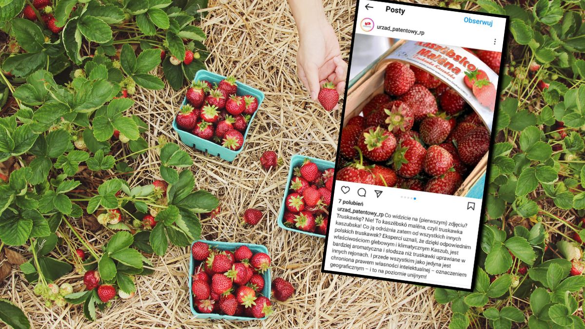 Kaszubska truskawka jest chroniona oznaczeniem geograficznym na poziomie unijnym 