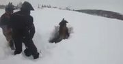 Śniegu było tak dużo, że przykryło nawet łosia. Trzeba było go odkopać