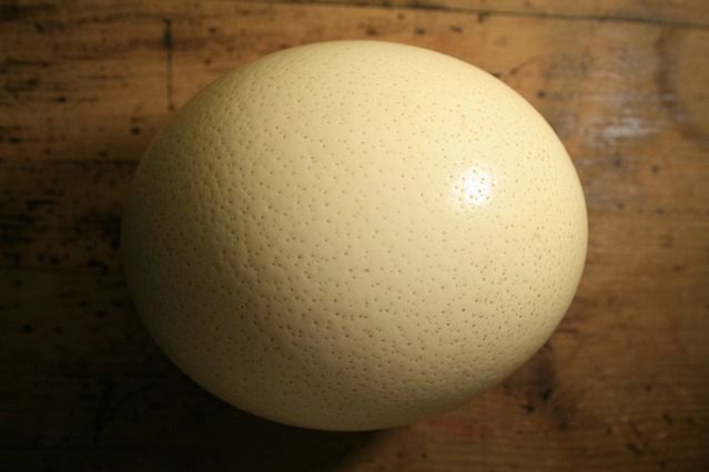 Jajo strusia zaskoczy twoich gości, a jajecznica wystarczy dla 10 osób
