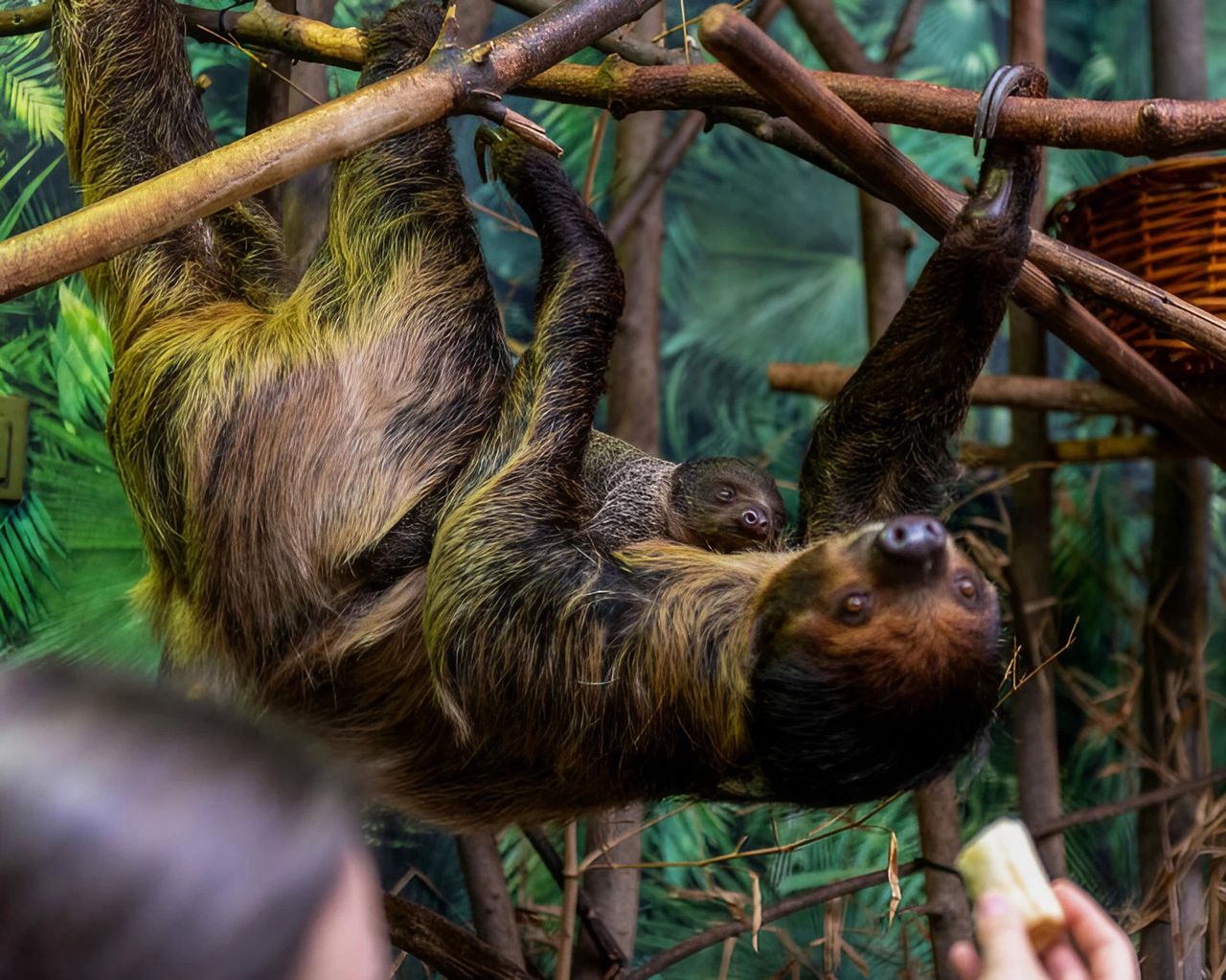 Nowe zwierzęta w polskim zoo. Znasz te gatunki?