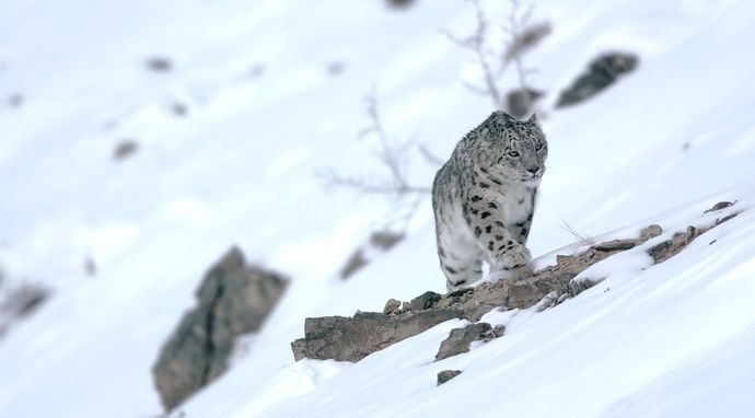 Pantery śnieżne z Danem O'Neillem