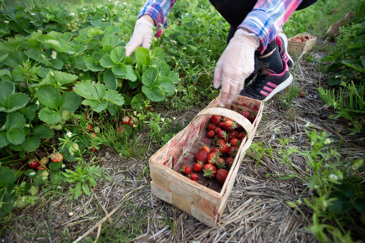 Brakuje rąk do pracy przy zbiorach. "Owoce zostaną na krzakach"