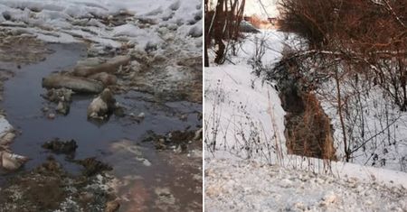Brunatna ciecz w rowie. Zakłady mięsne ukarane