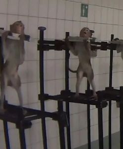 Śledztwo przeciwko niemieckiemu laboratorium, które przeprowadzało doświadczenia na zwierzętach 