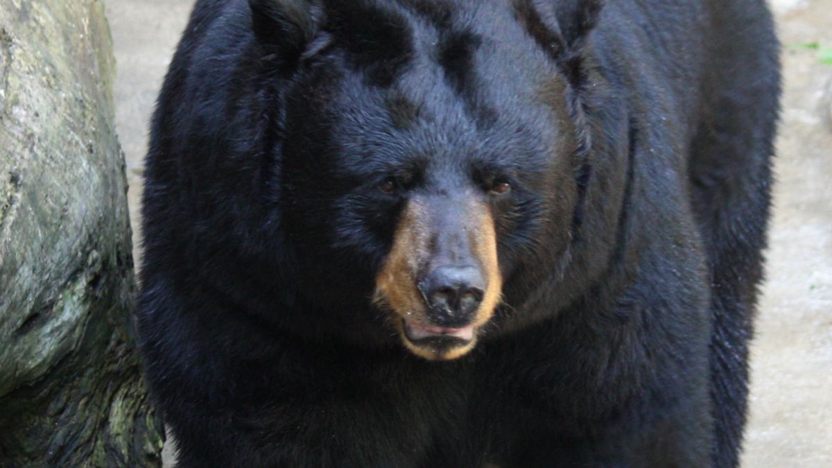 Takie ataki należą do rzadkości. Kobieta została zaatakowana przez niedźwiedzia czarnego