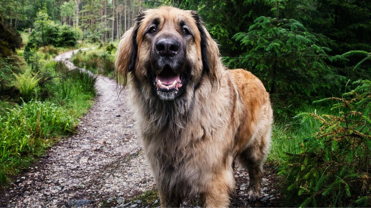 Leonberger, duża niemiecka rasa psa