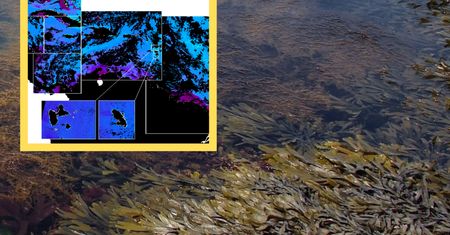 Opanowały Ocean Atlantycki. Widać je nawet z kosmosu