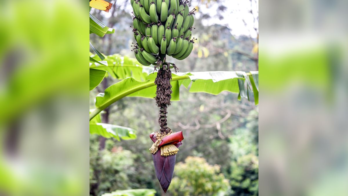 Kwiat bananowca ma wiele witamin