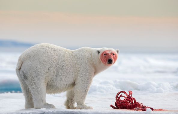 I miejsce w kategorii "Złap chwilę - dzikie i pełne życia" -niedźwiedź polarny ze Svalbardu (Norwegia).