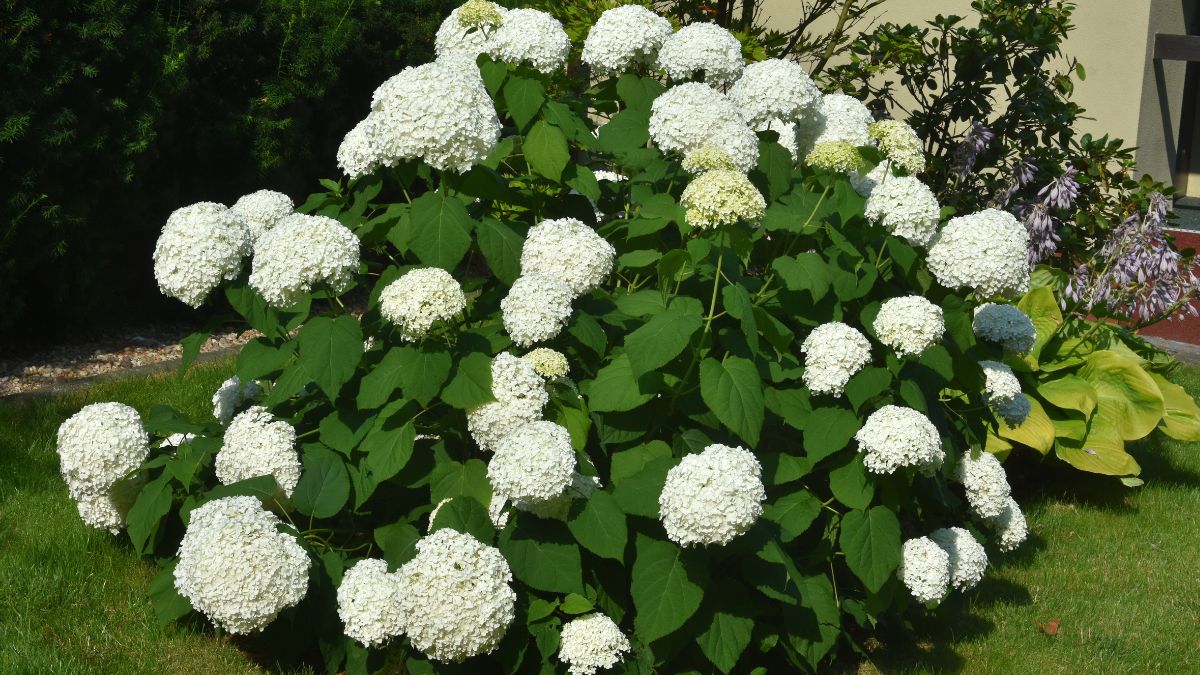 Hortensja