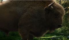 Żubr zaprasza na Podlasie