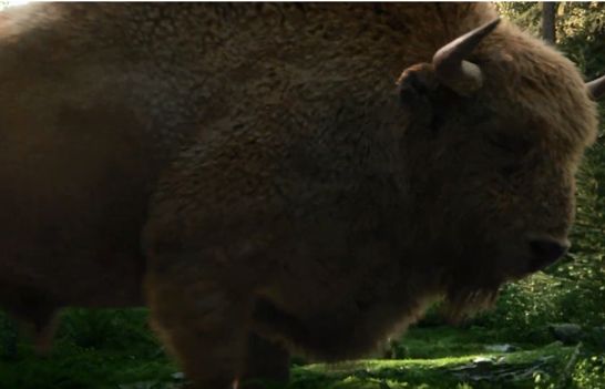 Żubr zaprasza na Podlasie