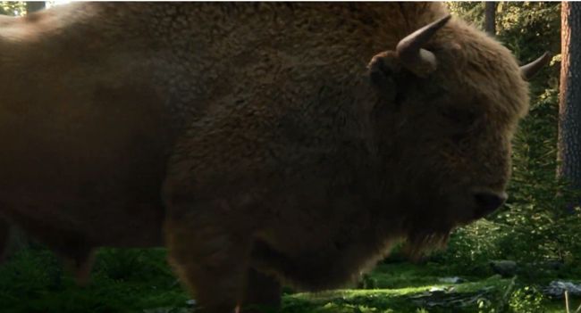 Żubr zaprasza na Podlasie