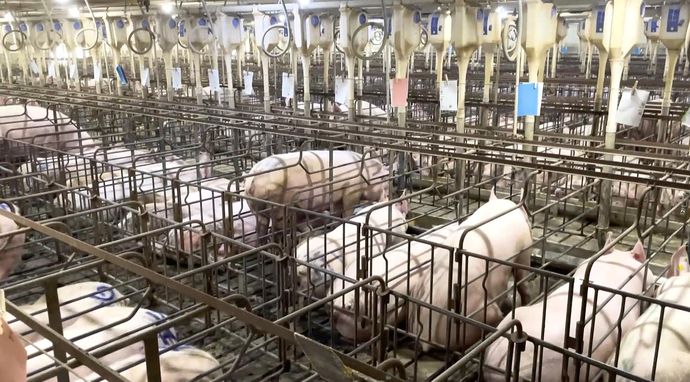 Rolnictwo w Ameryce: Kraina śmieciowego jedzenia