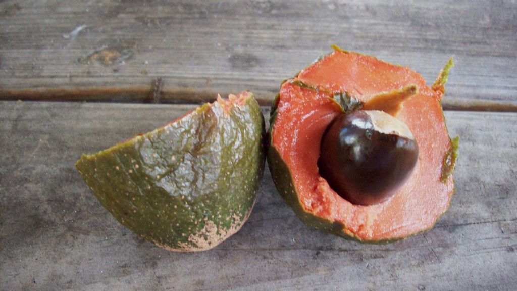 Surowe sapote (owoc)